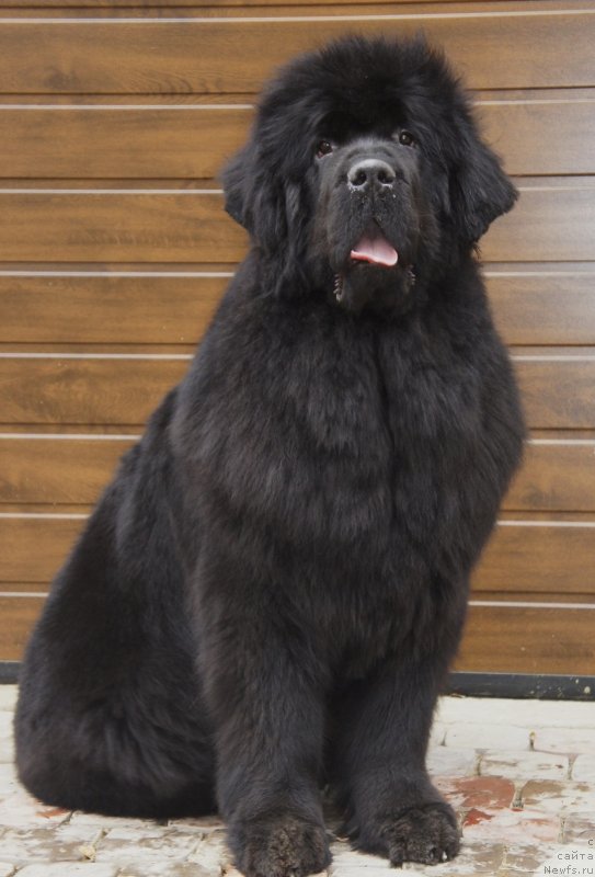 Фото: ньюфаундленд Смигар Галакси Шелл Вин (Smigar Galaxsy Shall Win)