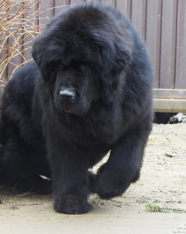 Фото: ньюфаундленд Смигар Галакси Шелл Вин (Smigar Galaxsy Shall Win)