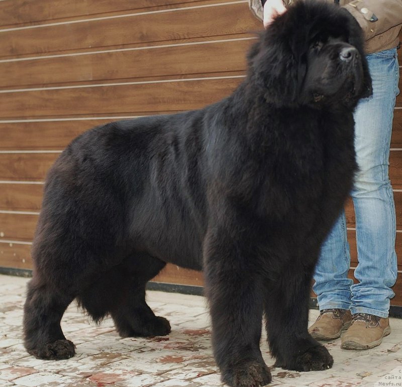 Фото: ньюфаундленд Смигар Галакси Шелл Вин (Smigar Galaxsy Shall Win)