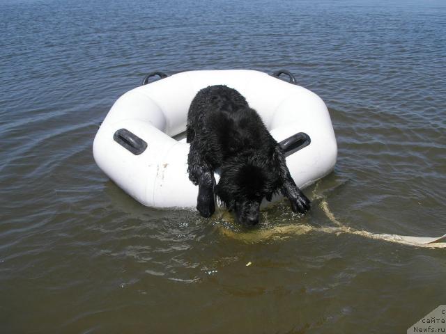 Фото: ньюфаундленд Молодец-Удалец от Сибирского Медведя (Molodets-Udalets ot Sibirskogo Medvedja)