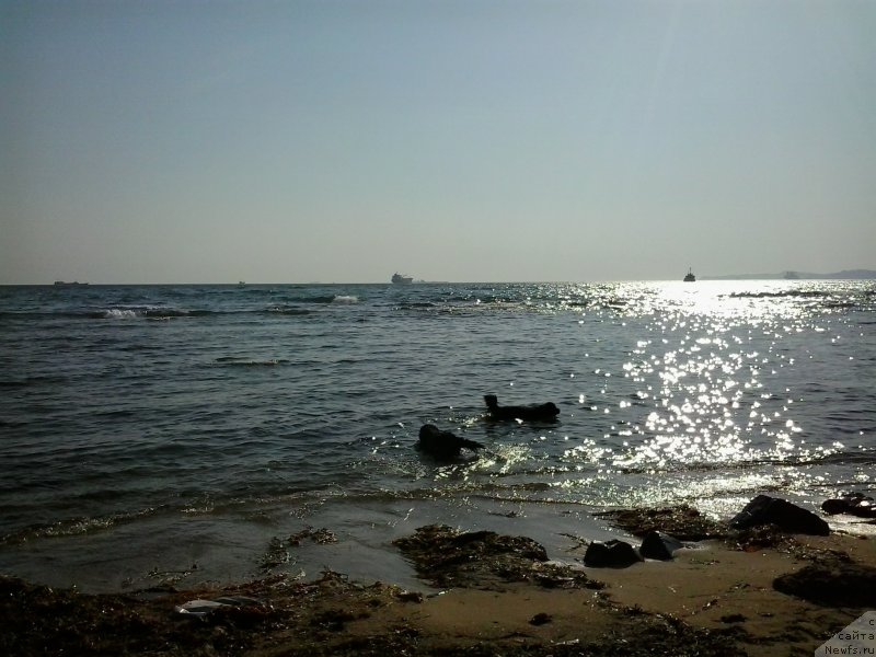 Фото: ньюфаундленд Супер Премиум Мерлин Монро, ньюфаундленд Несси Блэк с  Лесной Заимки