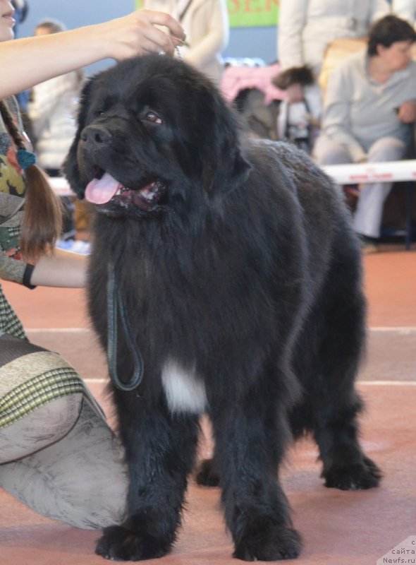 Фото: ньюфаундленд Сандра Роуз Бавария Бель (Sandra Rose Bavariya Belle)