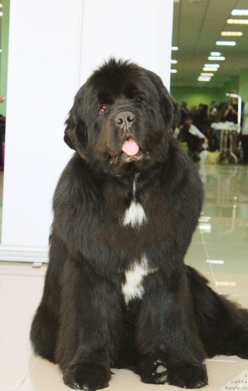 Фото: ньюфаундленд Акватория Келвин Щедривчик (Aquatoriya Kelvin Schedrivchik)