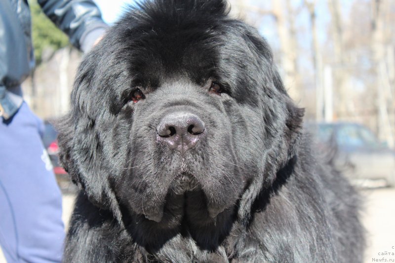 Фото: ньюфаундленд Акватория Келвин Щедривчик (Aquatoriya Kelvin Schedrivchik)