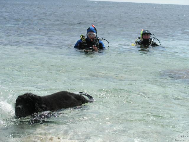 Фото: ньюфаундленд Молодец-Удалец от Сибирского Медведя (Molodets-Udalets ot Sibirskogo Medvedja)