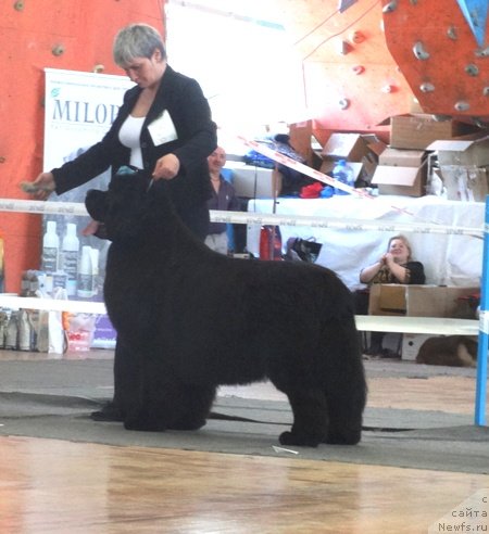 Фото: ньюфаундленд Deep Love I'm Sensation