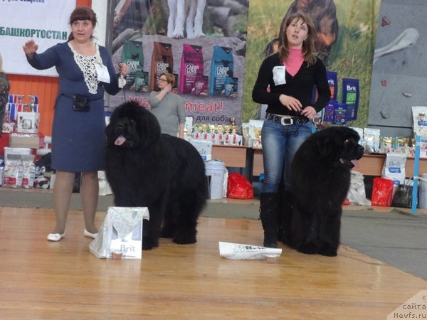 Фото: ньюфаундленд Ньюфорт Шон Волмари Триумф (Njufort Shawn Wallmar Triumph), ньюфаундленд Ньюфорт Шум Прибоя