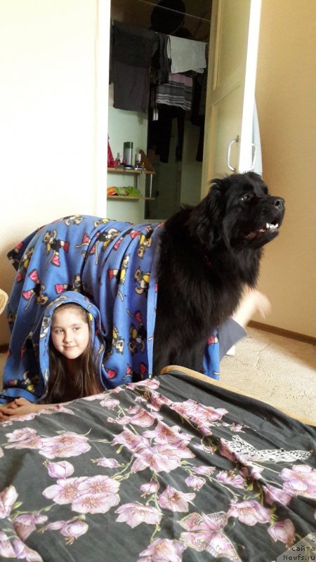 Фото: ньюфаундленд Черная Мафия Зип Ароунд (Chernaya Mafia Zip Around)