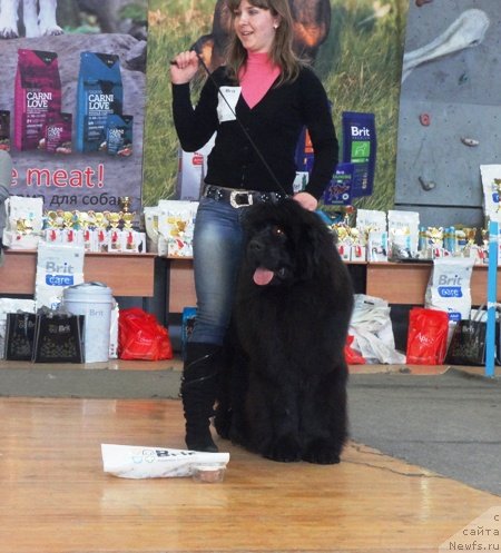 Фото: ньюфаундленд Ньюфорт Шум Прибоя