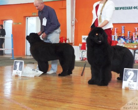 Фото: ньюфаундленд Виола Коста Лампони, ньюфаундленд Акватория Келвин Шарлиз (Aquatoriya Kelvin Sharliz)