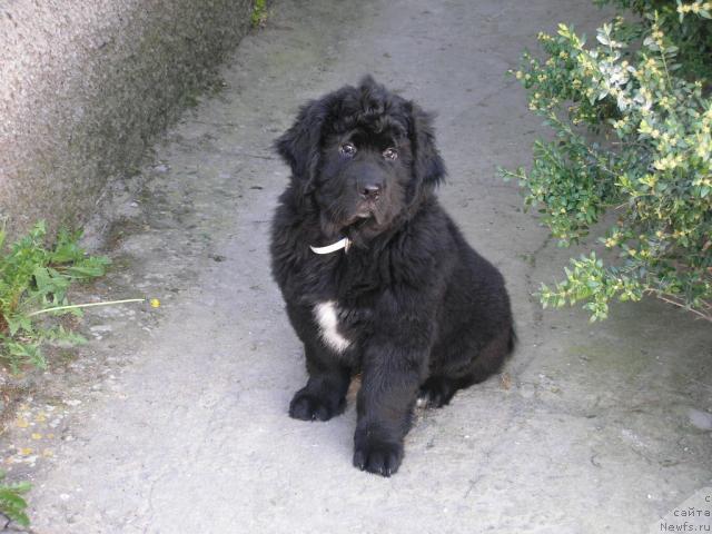 Фото: ньюфаундленд Молодец-Удалец от Сибирского Медведя (Molodets-Udalets ot Sibirskogo Medvedja)