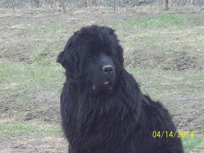 Фото: ньюфаундленд Супер Премиум Немессис