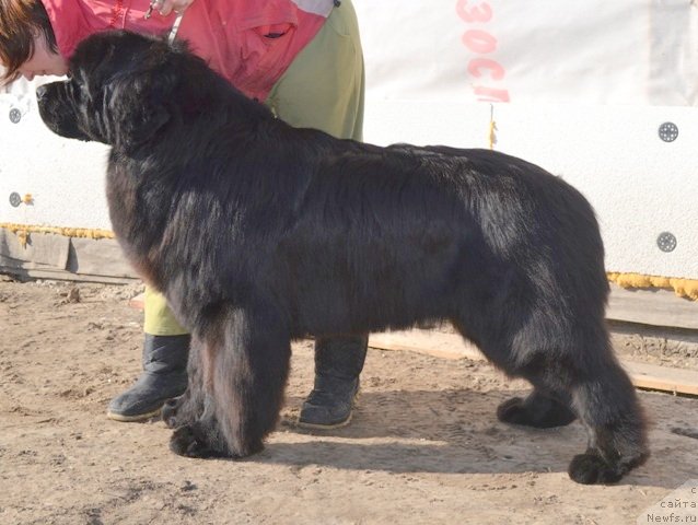 Фото: ньюфаундленд Аквиан Сонг Инкредибел Беар