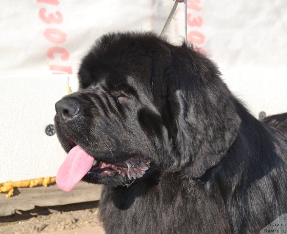 Фото: ньюфаундленд Аквиан Сонг Инкредибел Беар