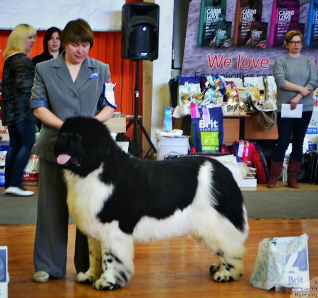 Фото: ньюфаундленд Супер Бизон Космос (Super Bizon Cosmos)