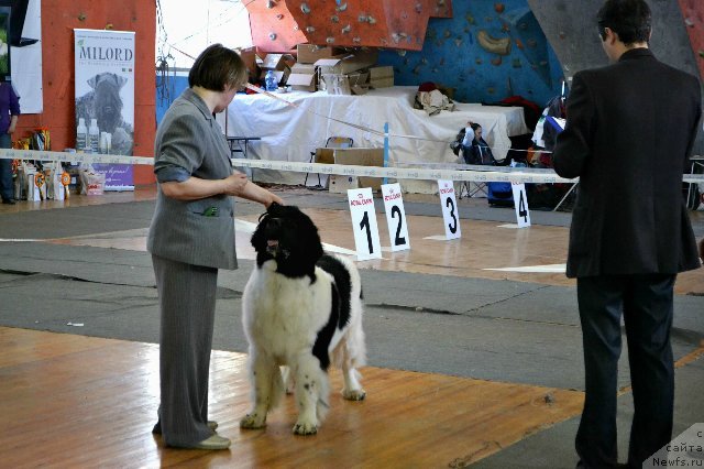 Фото: ньюфаундленд Супер Бизон Куба