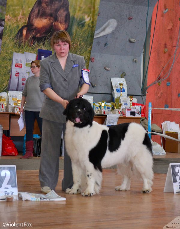 Фото: ньюфаундленд Супер Бизон Куба