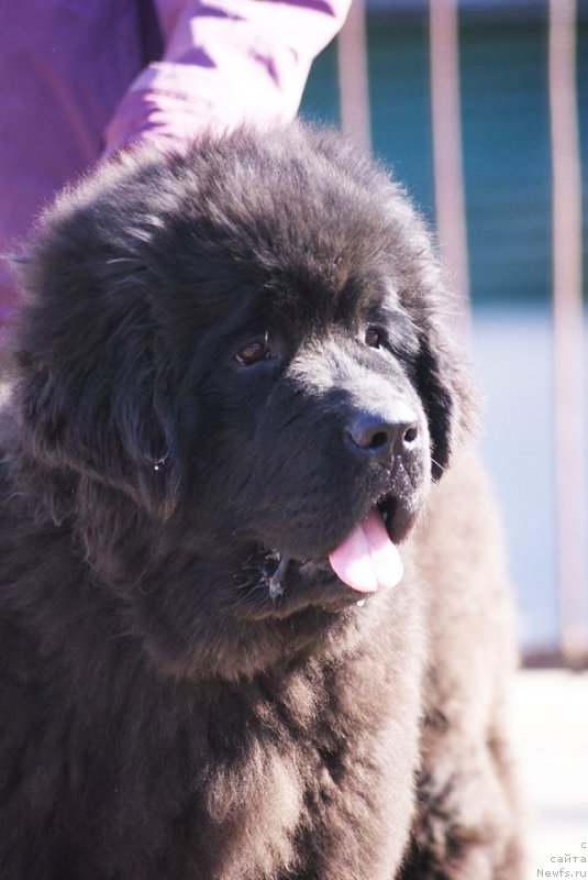 Фото: Бегущая по волнам Ретен оф зе Квин