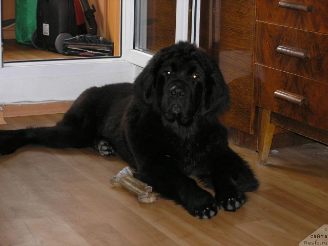 Фото: ньюфаундленд Молодец-Удалец от Сибирского Медведя (Molodets-Udalets ot Sibirskogo Medvedja)