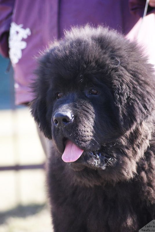 Фото: Бегущая по волнам Ретен оф зе Квин