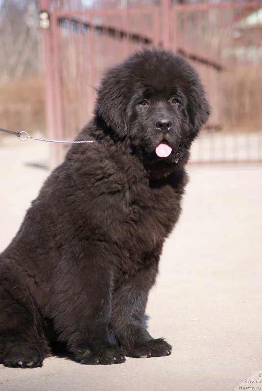 Фото: Бегущая по волнам Ретен оф зе Квин