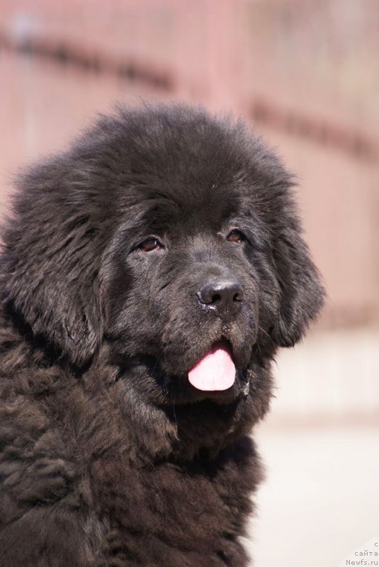 Фото: Бегущая по волнам Ретен оф зе Квин