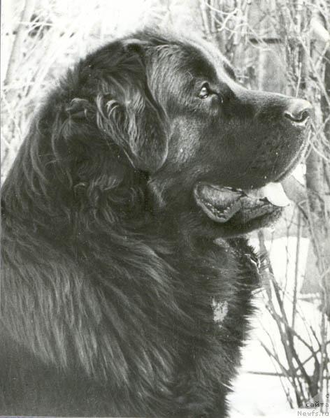 Фото: ньюфаундленд Парнас Бари