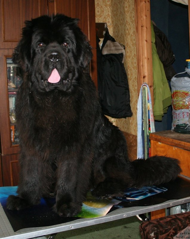 Фото: ньюфаундленд Черная Мафия Муст Хаве (Chernaya Mafia Must Have)