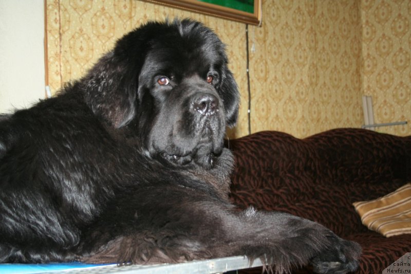Фото: ньюфаундленд Черная Мафия Муст Хаве (Chernaya Mafia Must Have)