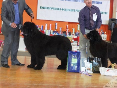 Фото: ньюфаундленд Дак Прайд Валентино (Dark Pride Valentino), Сергей Селезнев