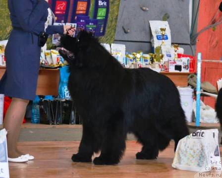 Фото: ньюфаундленд Ньюфорт Шон Волмари Триумф (Njufort Shawn Wallmar Triumph)