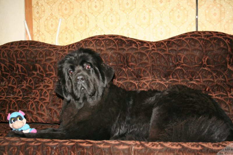 Фото: ньюфаундленд Черная Мафия Магик Тоуч (Chernaya Mafia Magic Touch)