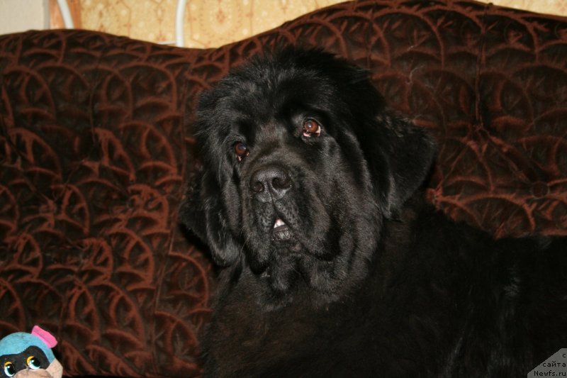 Фото: ньюфаундленд Черная Мафия Магик Тоуч (Chernaya Mafia Magic Touch)