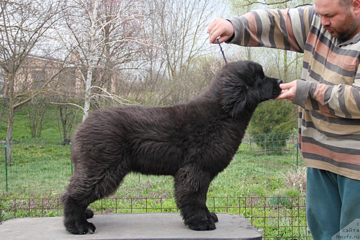 Фото: ньюфаундленд Ща-Да с Берега Дона (Scha-Da s Berega Dona)