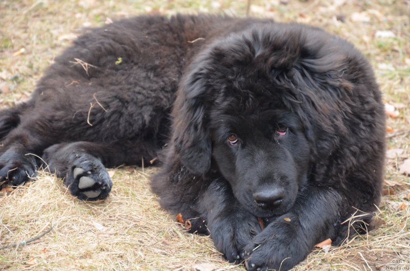 Фото: ньюфаундленд Валмонд Победитель (Valmond Pobeditel)