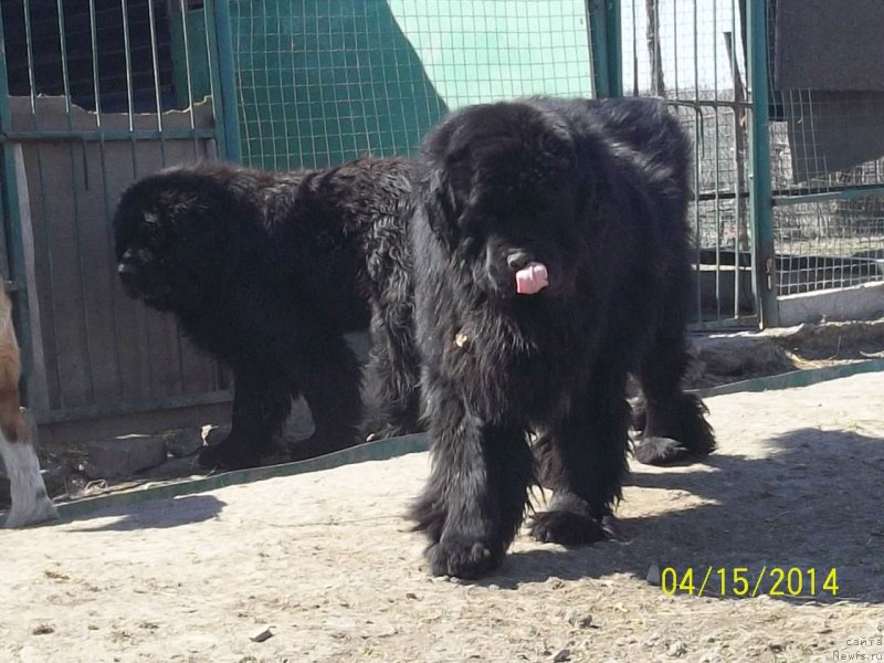 Фото: ньюфаундленд Супер Премиум Микадо (Super Premium Mikado)