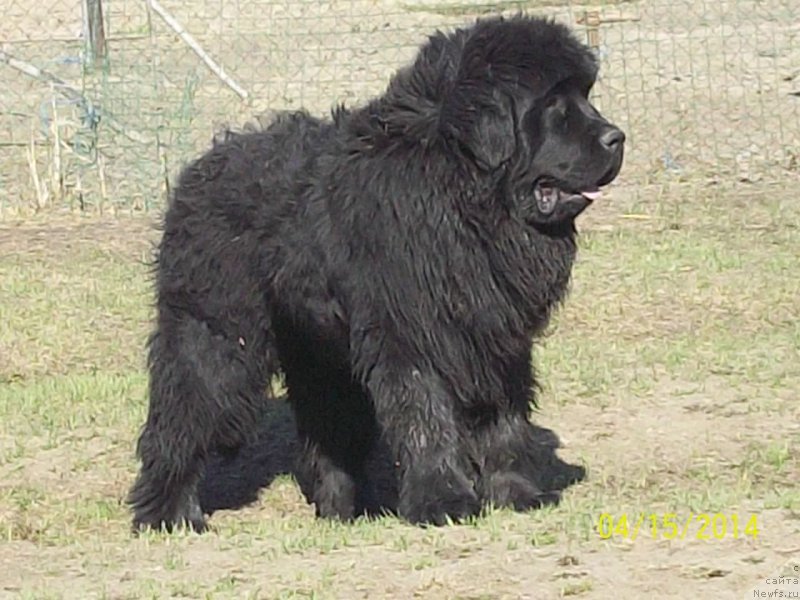 Фото: ньюфаундленд Супер Премиум Нао Дел Трато