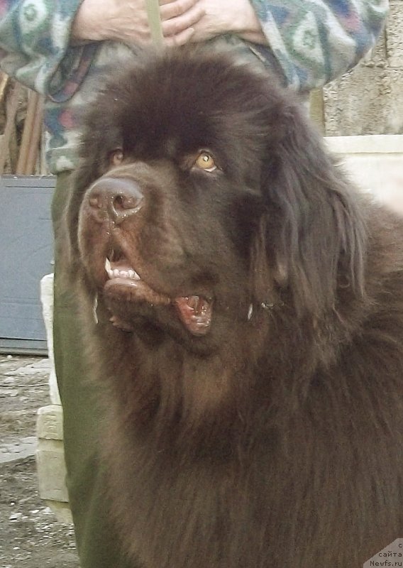 Фото: ньюфаундленд Фанньюф Жадор Тедди Джуниор