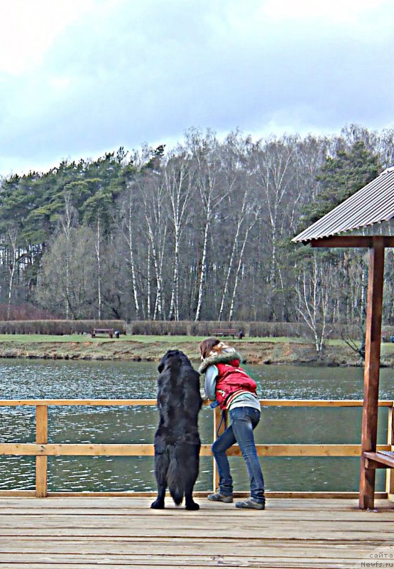 Фото: ньюфаундленд Черный Чанк с Берега Дона (Chernyj Chank s Berega Dona)