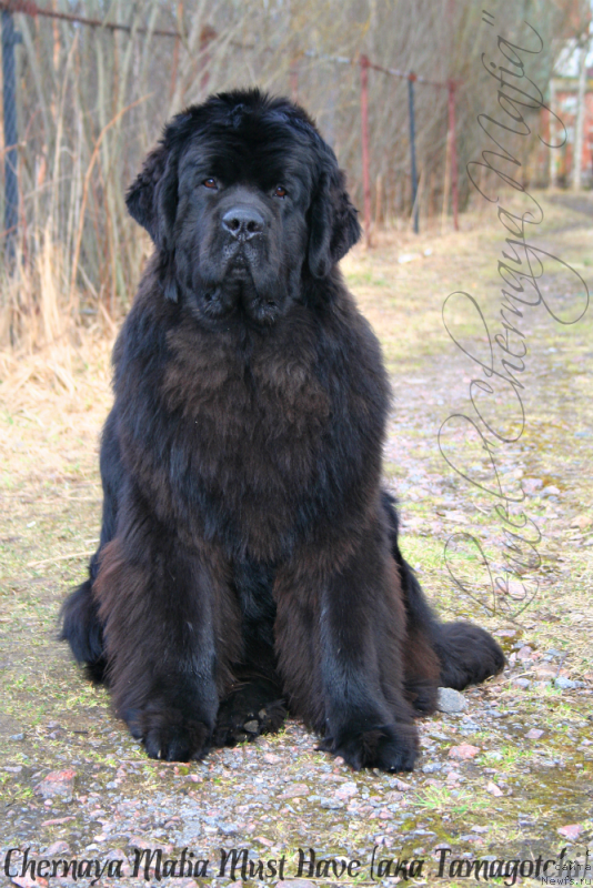 Фото: ньюфаундленд Черная Мафия Муст Хаве (Chernaya Mafia Must Have)