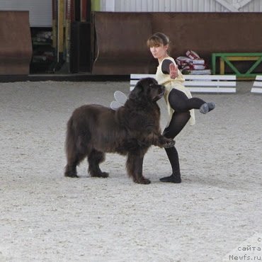 Фото: ньюфаундленд Фанньюф Глория Дей, Марина Новоселова