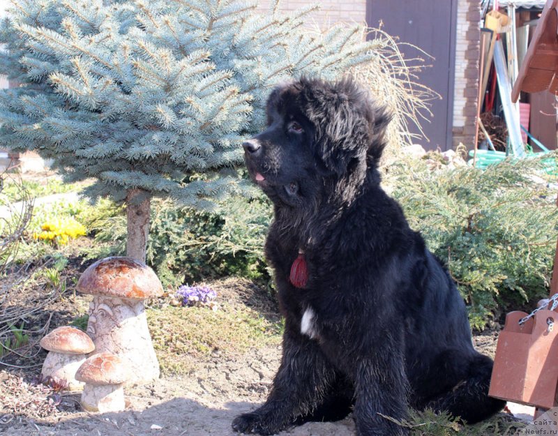 Фото: ньюфаундленд Мерседес Вялiкi Мядзведзь (Mercedes Vialiki Miadzvedz)