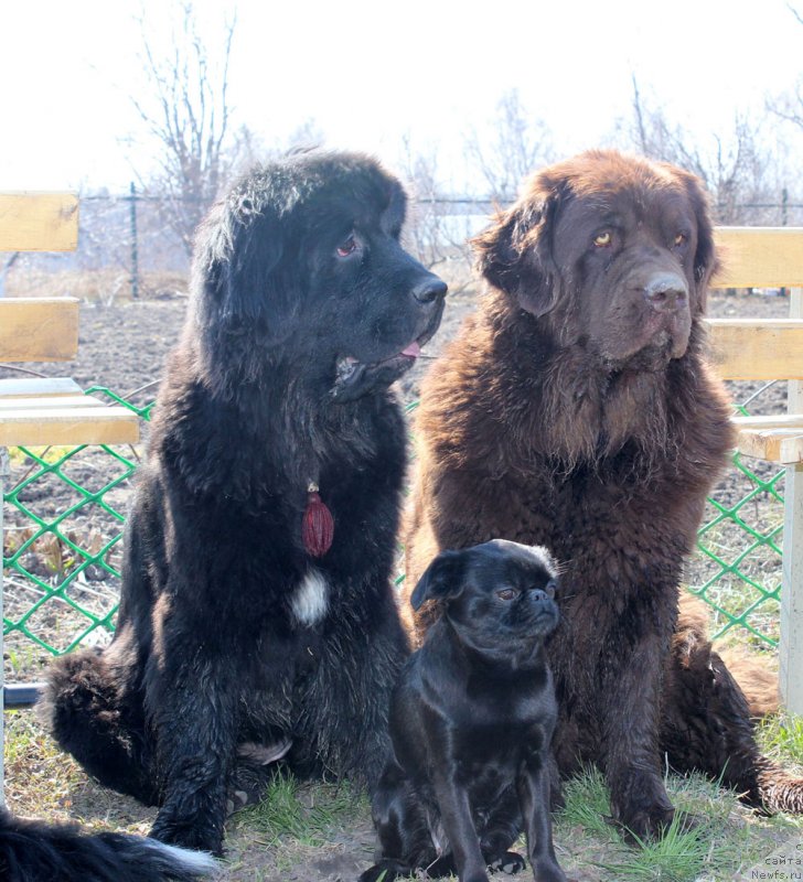 Фото: ньюфаундленд Мерседес Вялiкi Мядзведзь (Mercedes Vialiki Miadzvedz), ньюфаундленд Великий Медведь Камелия, Вишка