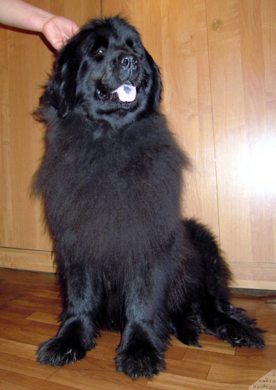 Фотография № 151149