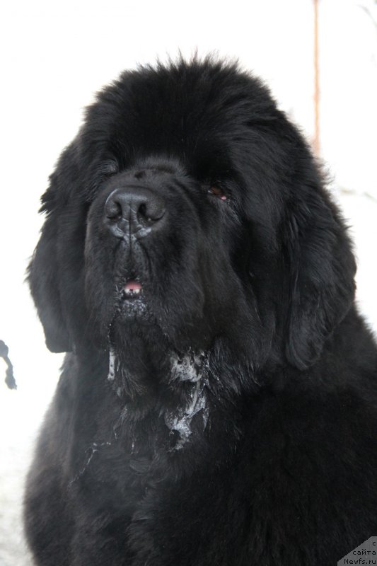 Фото: ньюфаундленд Бегущая по Волнам Хаста ла Виста (Beguschaya po Volnam Hasta la Vista)