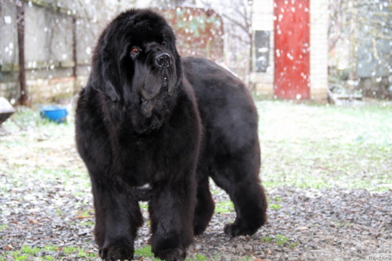 Фото: ньюфаундленд Бегущая по Волнам Хаста ла Виста (Beguschaya po Volnam Hasta la Vista)