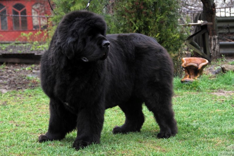 Фотография № 151154