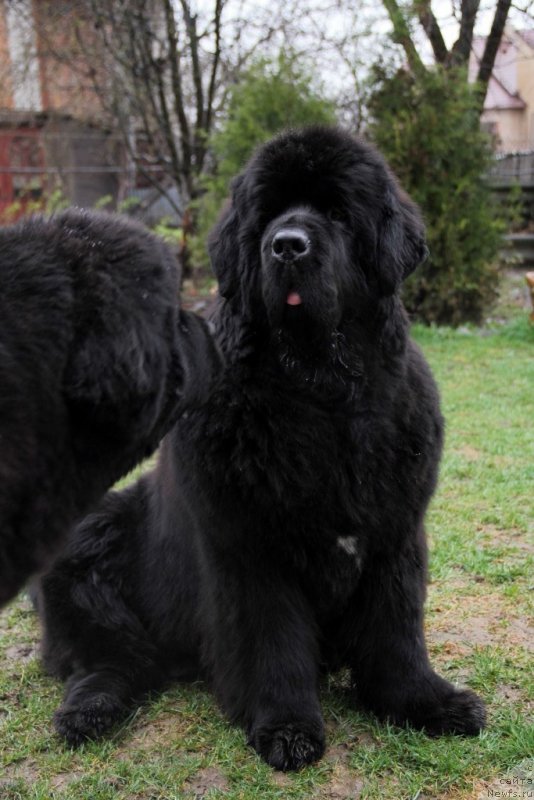 Фото: ньюфаундленд Бегущая по Волнам Хаста ла Виста (Beguschaya po Volnam Hasta la Vista)