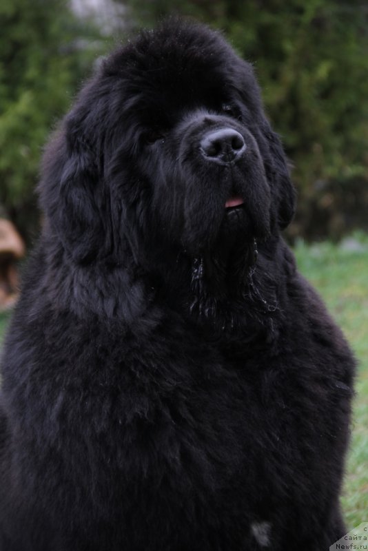 Фото: ньюфаундленд Бегущая по Волнам Хаста ла Виста (Beguschaya po Volnam Hasta la Vista)