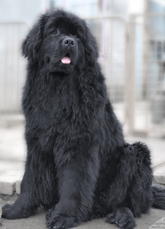 Фото: ньюфаундленд Анджело Орсо Синдбад Фор Кара Дениз (Angelo Orso Sindbad For Kara Deniz)